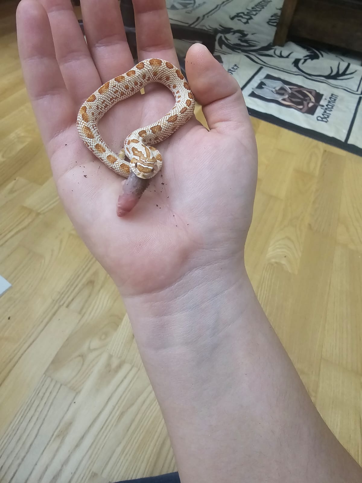 Amber Snake Skin Earrings