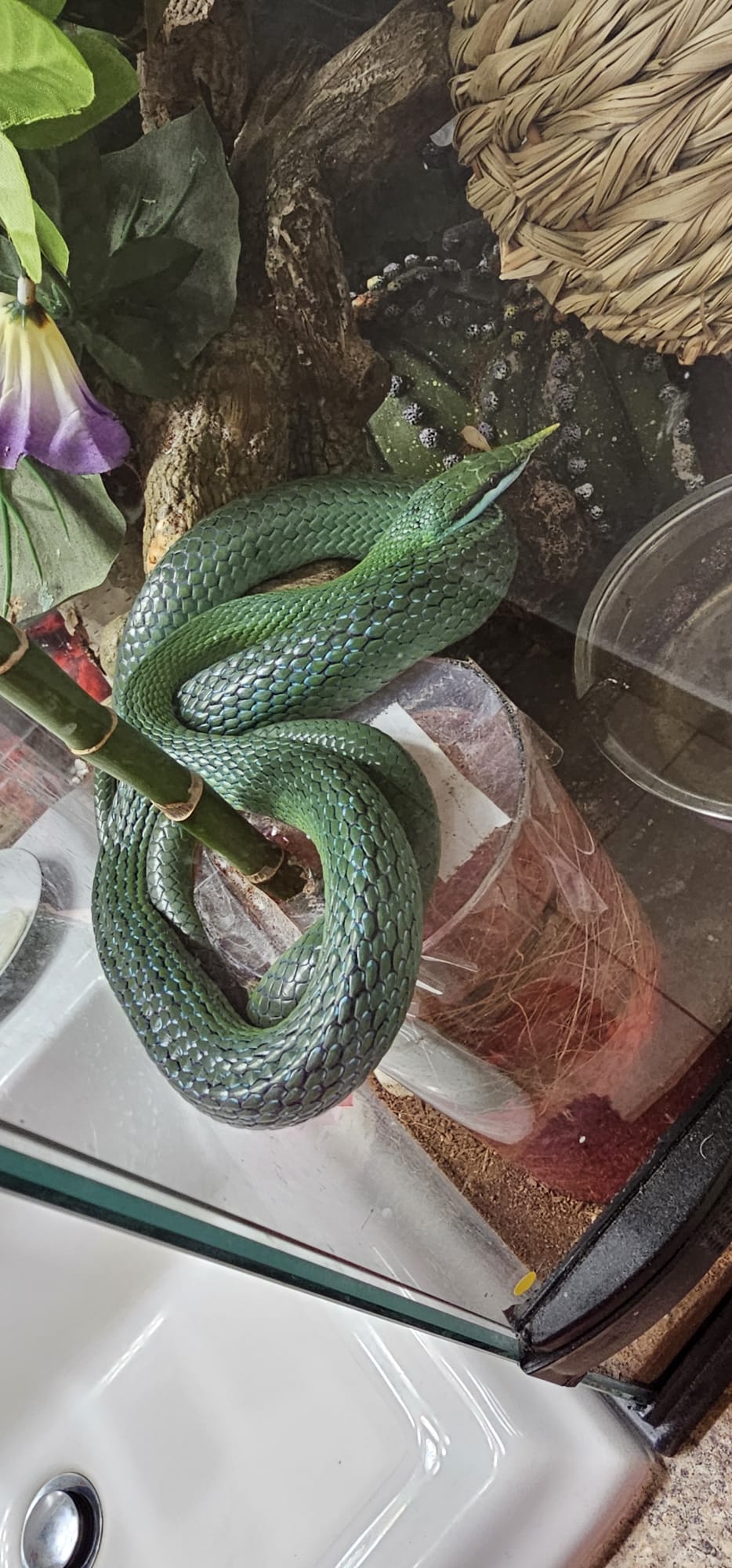 Emerald Snake Skin Necklace