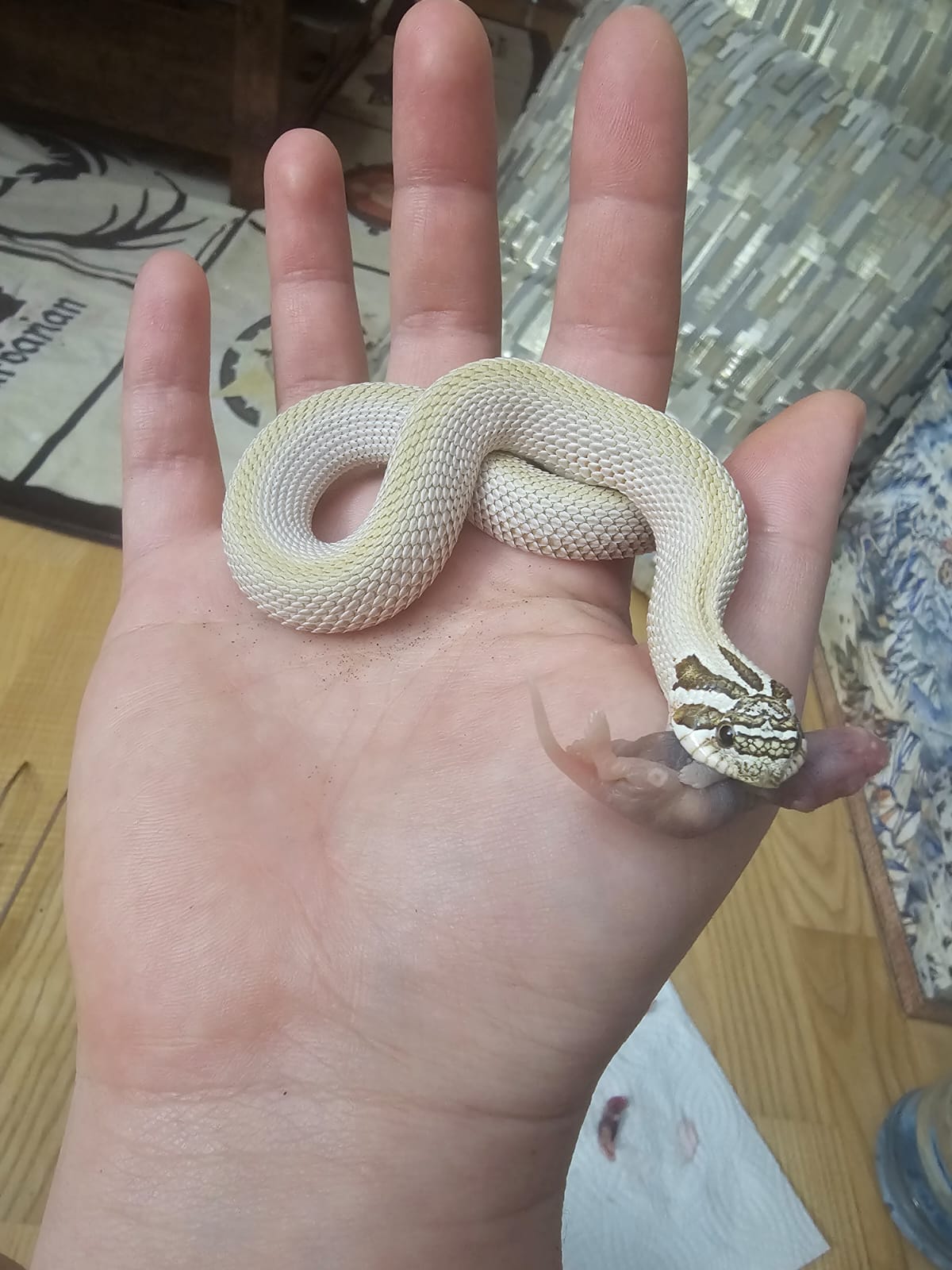 Quartzite Snake Skin Bracelet